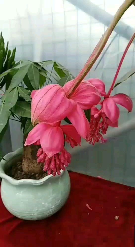 养护宝莲花，记住5个养护技巧，高档又有格调！