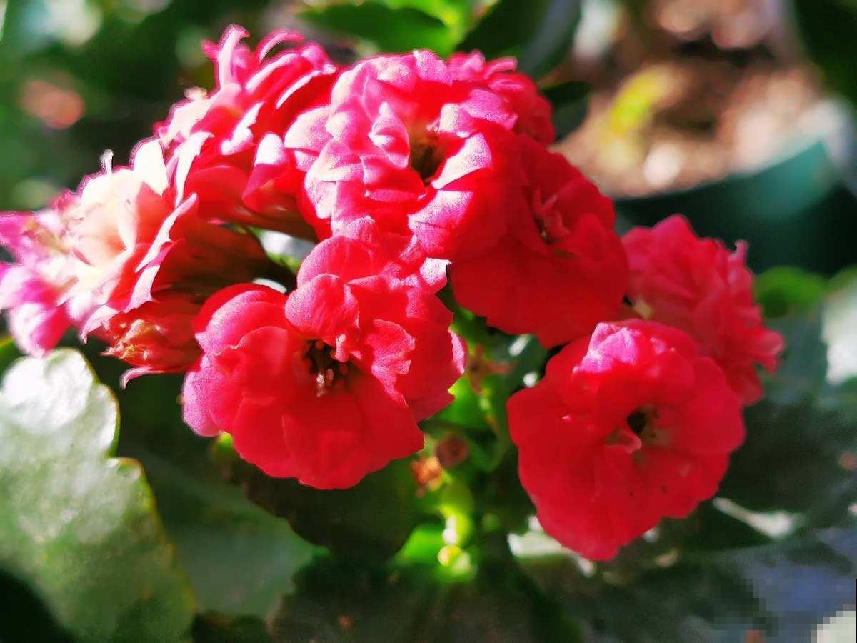 家里的小露台，养些喜欢的花，春天开成大花园