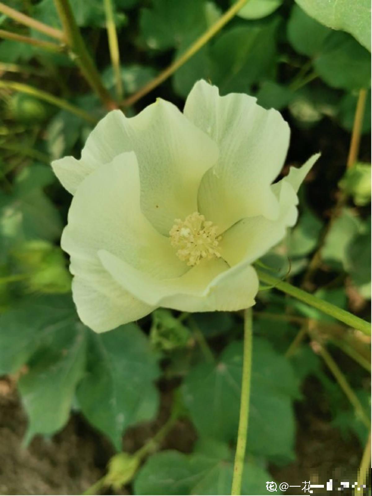 棉花那毛茸茸一团，其实不是花，原来叫种子纤维