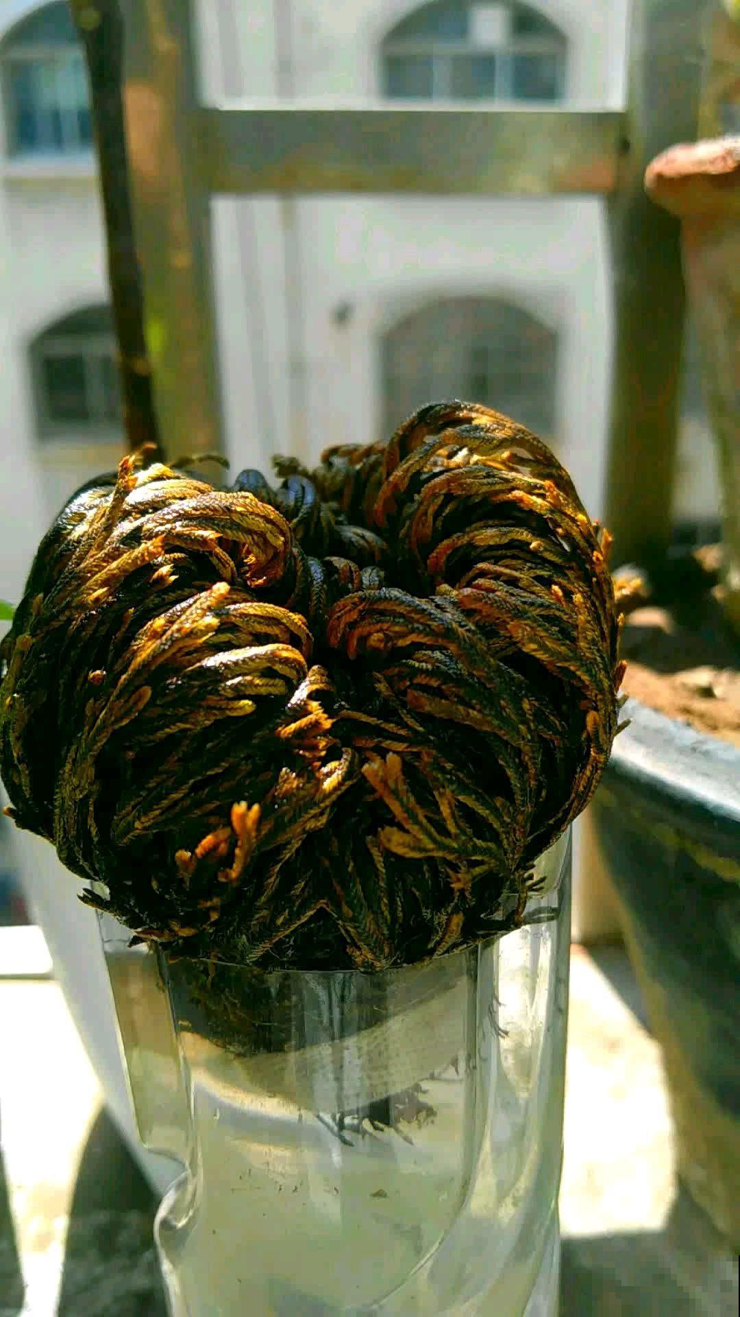 花市见到4种花，千万别买，买回家生一肚子气！