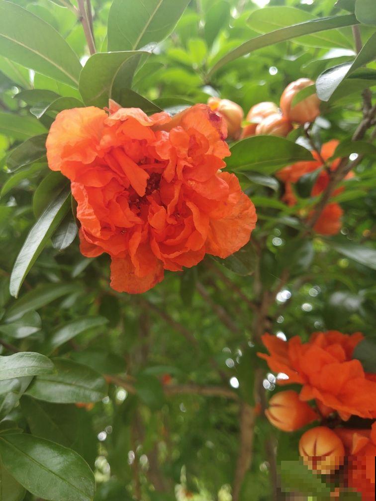 家里有院子，春天种这4种树，赏花赏果两不误