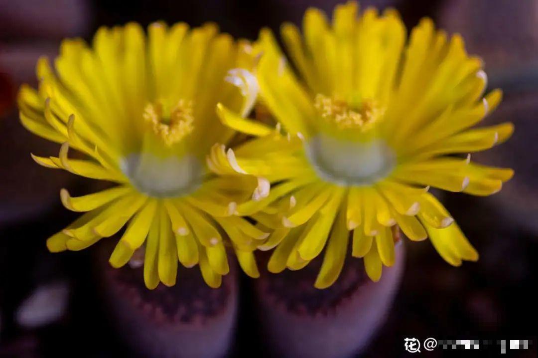 多肉一开花,颜值瞬间高八度,太美了! 多肉一开花,颜值瞬间高八度,太美了!