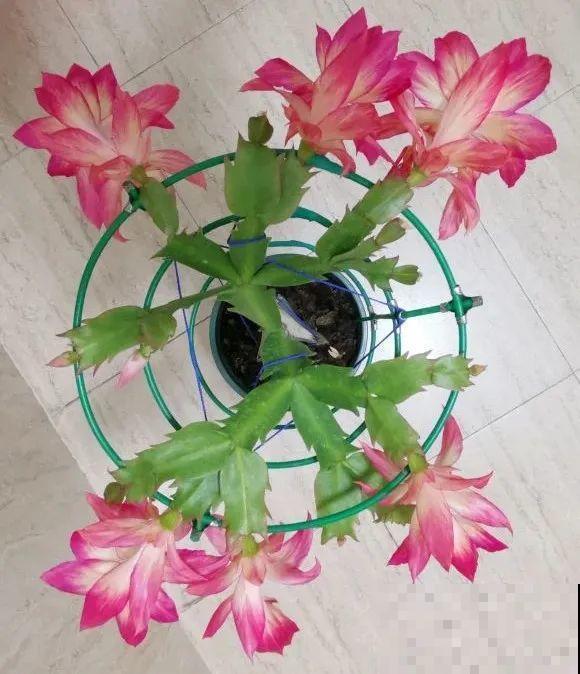 上万块的蟹爪兰，开花像烟花，养过的人不多