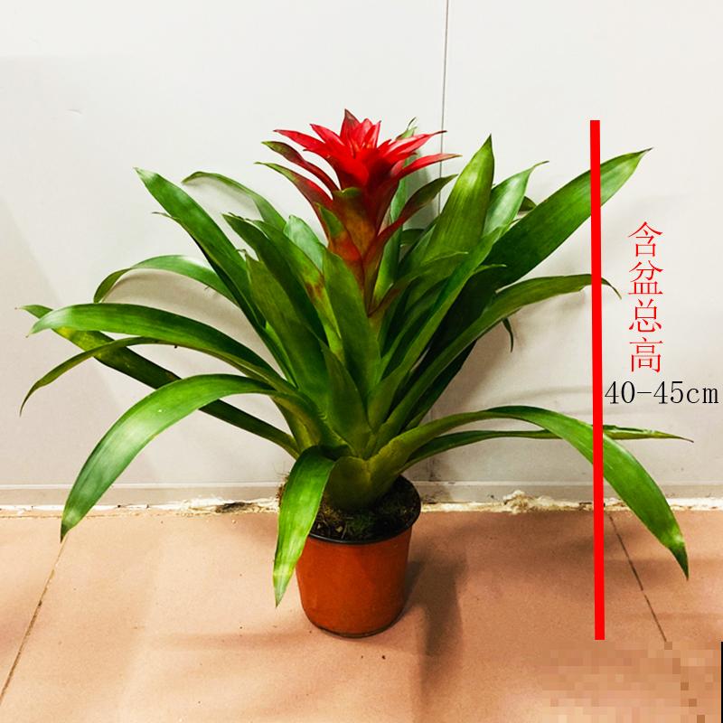 4款年宵花，要提前购买，再过一个月就贵了！