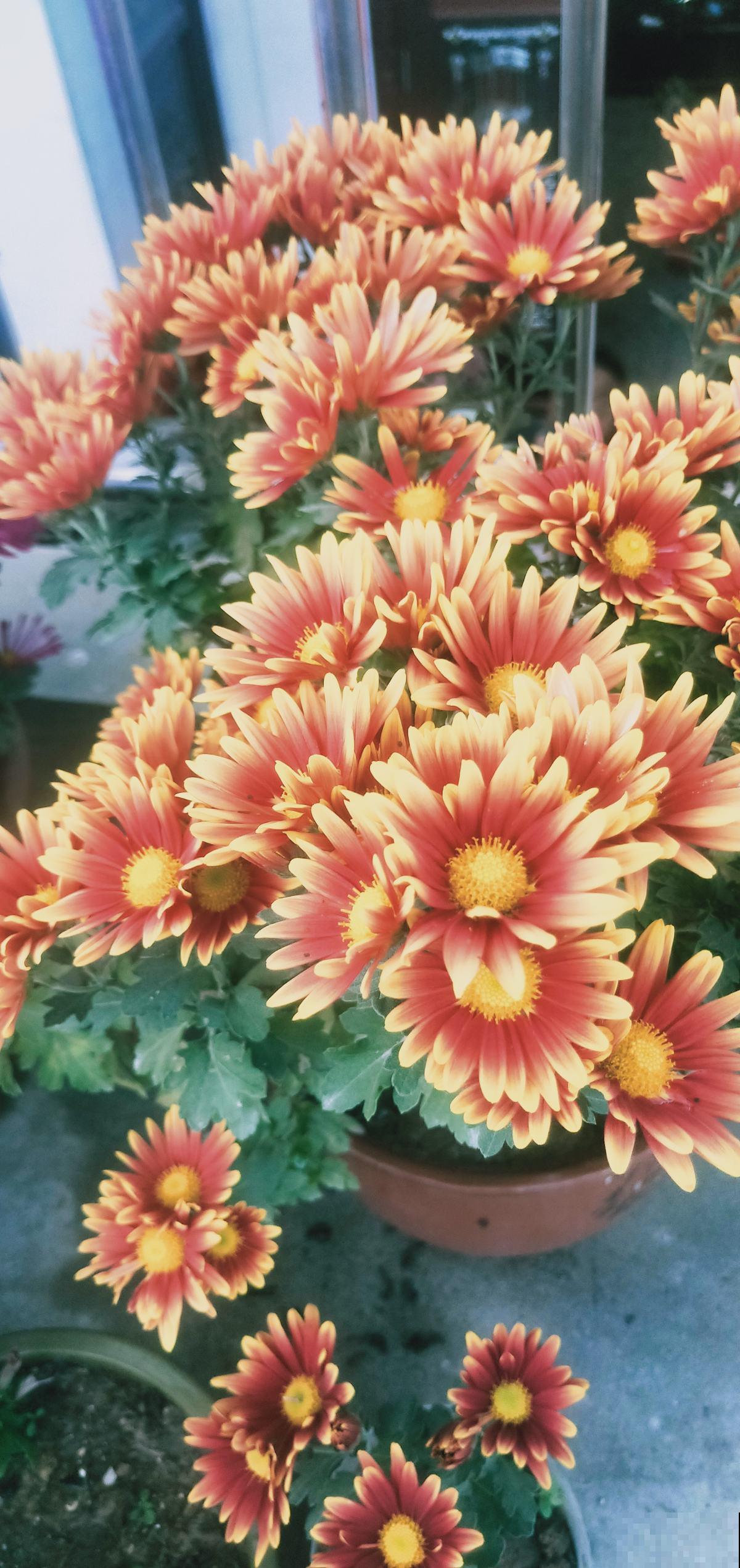 看上一盆观赏菊花，家里人不让养，真委屈