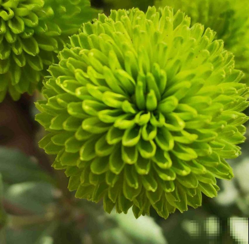 乒乓菊花型像个球，新鲜有意思，种上一盆人人夸！