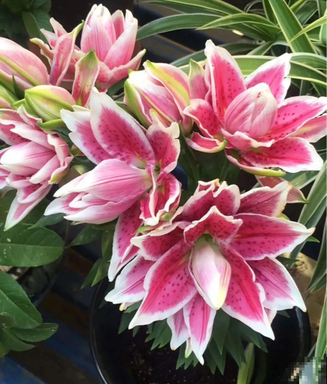 春天给花分株，1盆变成多盆，很快爆盆