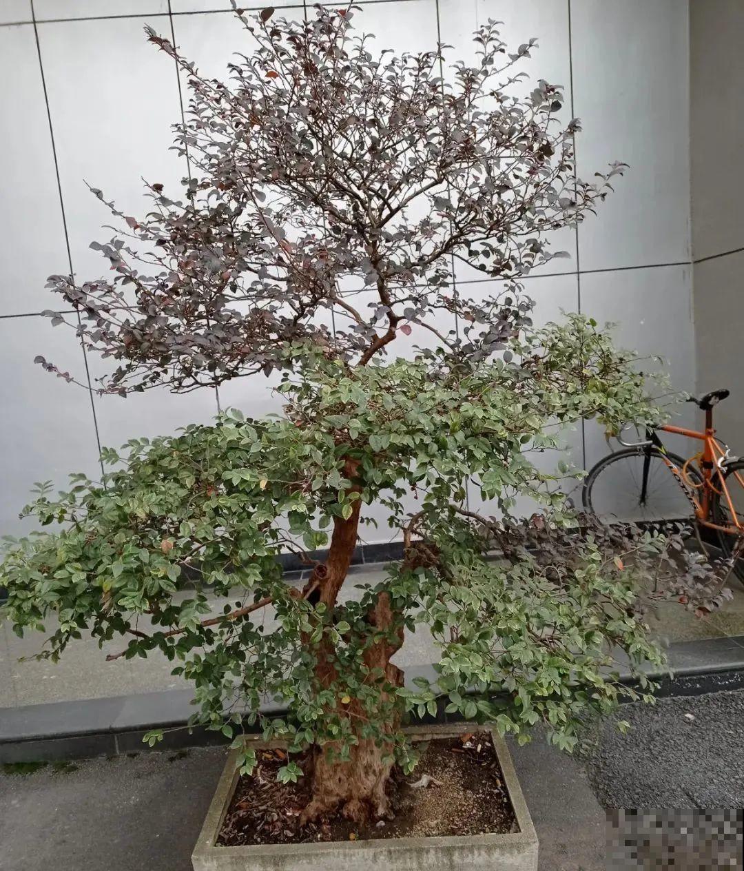 5种花养在小花盆里，只要养两年，就能变成老桩