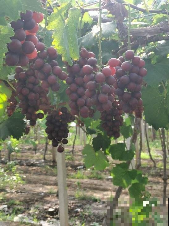 家里有院子，春天种这4种树，赏花赏果两不误