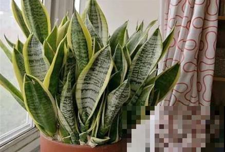 不会养虎皮兰？看看这4点，越长越茂密！