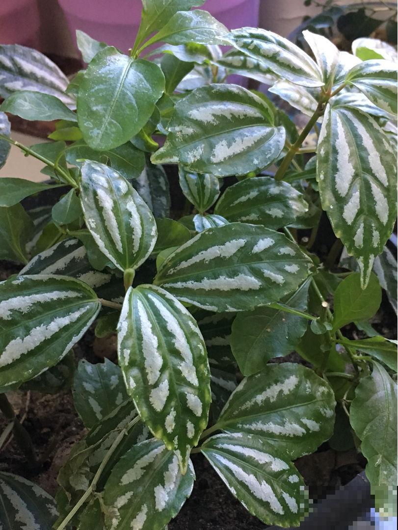 冷水花叶子像幅画,养在家里生机勃勃,四季常青 冷水花叶子像幅画,养在家里生机勃勃,四季常青