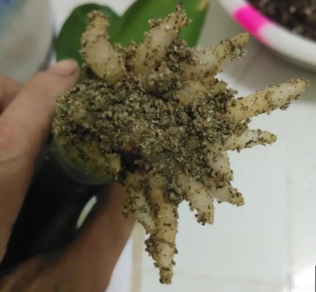春天给花分株，1盆变成多盆，很快爆盆