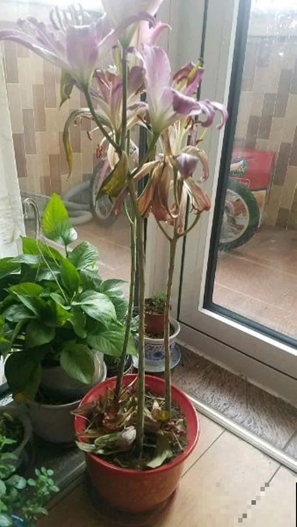 百合开花不是一次性，开完要施肥，1盆能生20盆