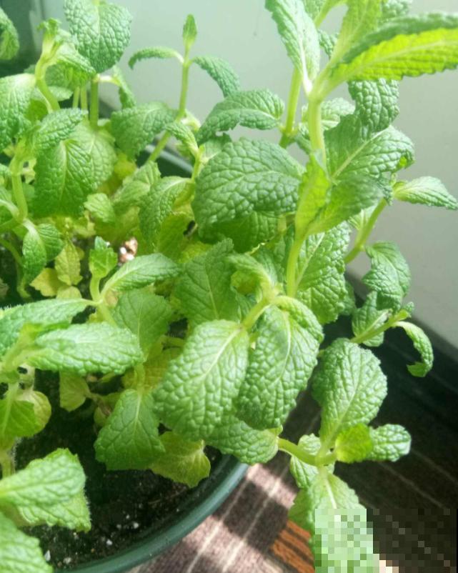 茉莉花安眠还提神，办公室里放一盆，又美又舒心！