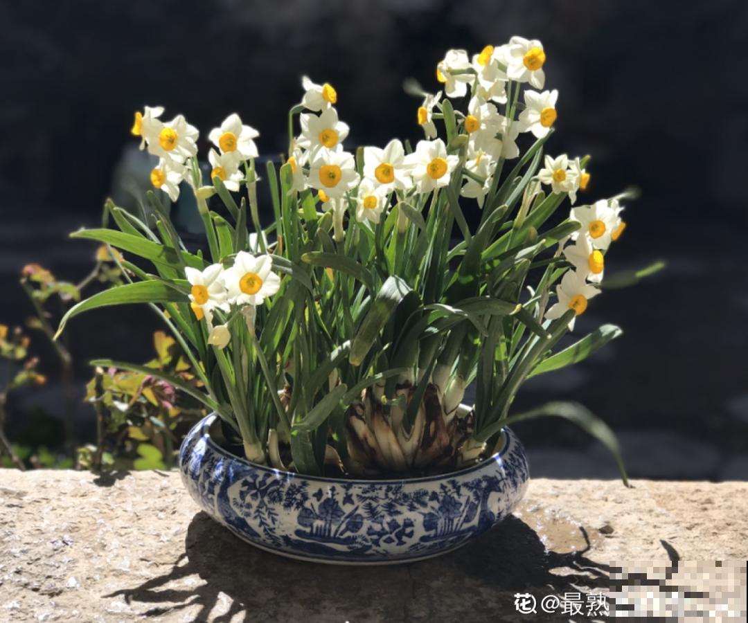 牙签串大蒜，冒充七彩水仙？千万别上当！