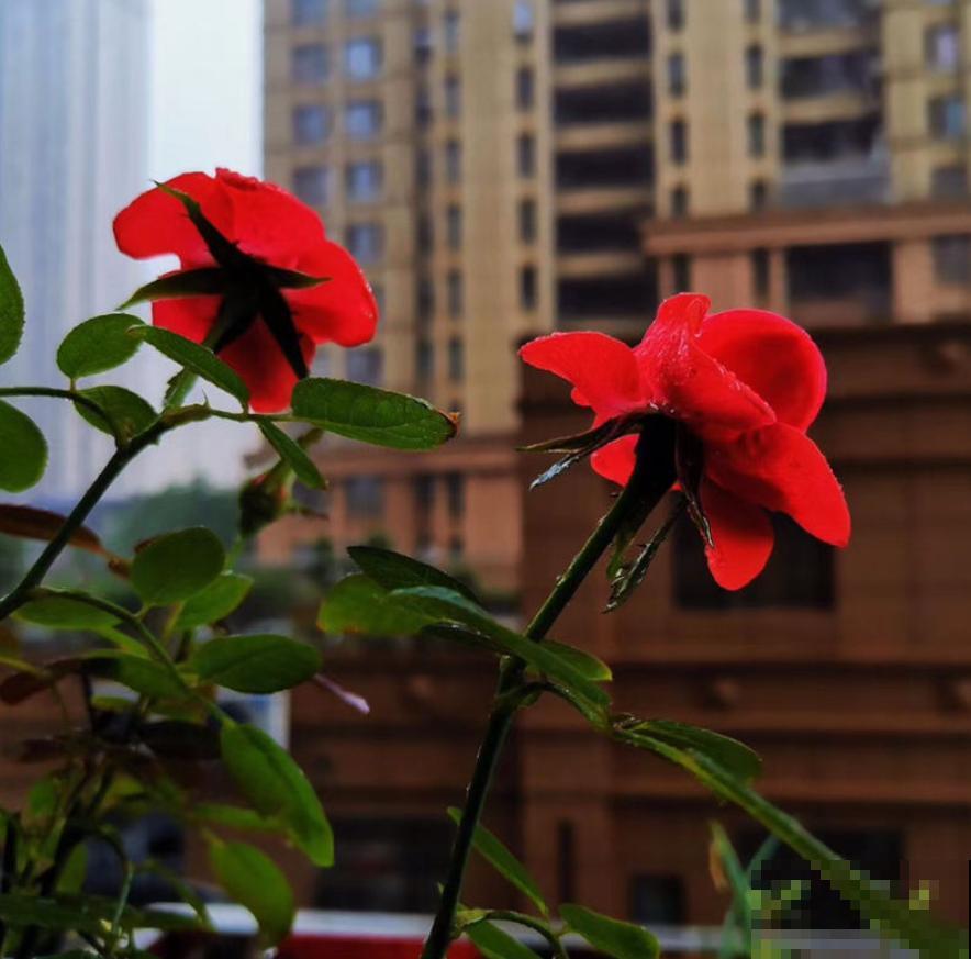 这几种花脾气差，动不动就“打架”，最后两败俱伤成笑话！