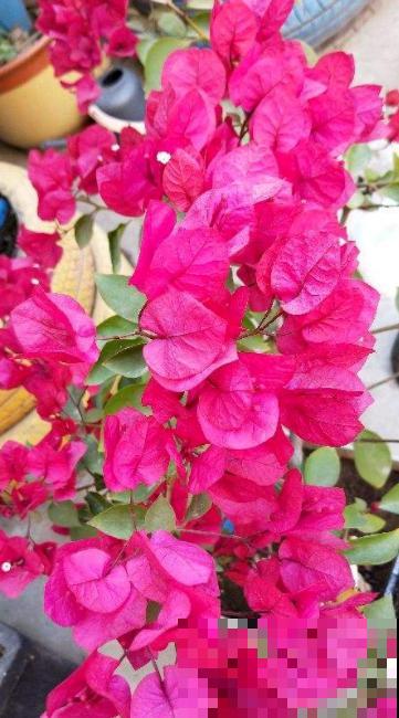 养花把控好温度是关键,了解了这些,才能轻松养好花! 养花把控好温度是关键,了解了这些,才能轻松养好花!