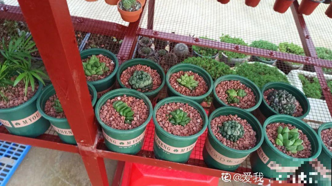 多肉养在大盆里,就是豪横霸气,棵棵大得像白菜 多肉养在大盆里,就是豪横霸气,棵棵大得像白菜