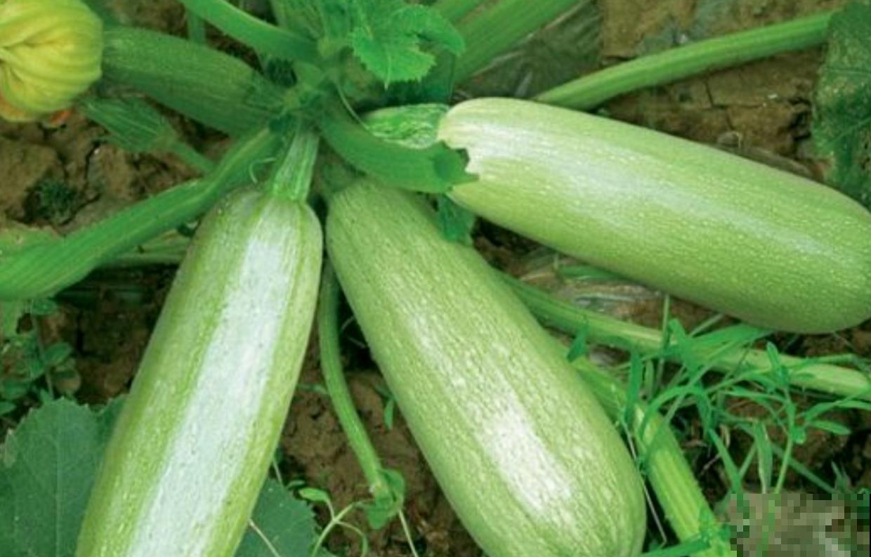 在家种茭瓜，为啥开得都是谎花？看看这5点！