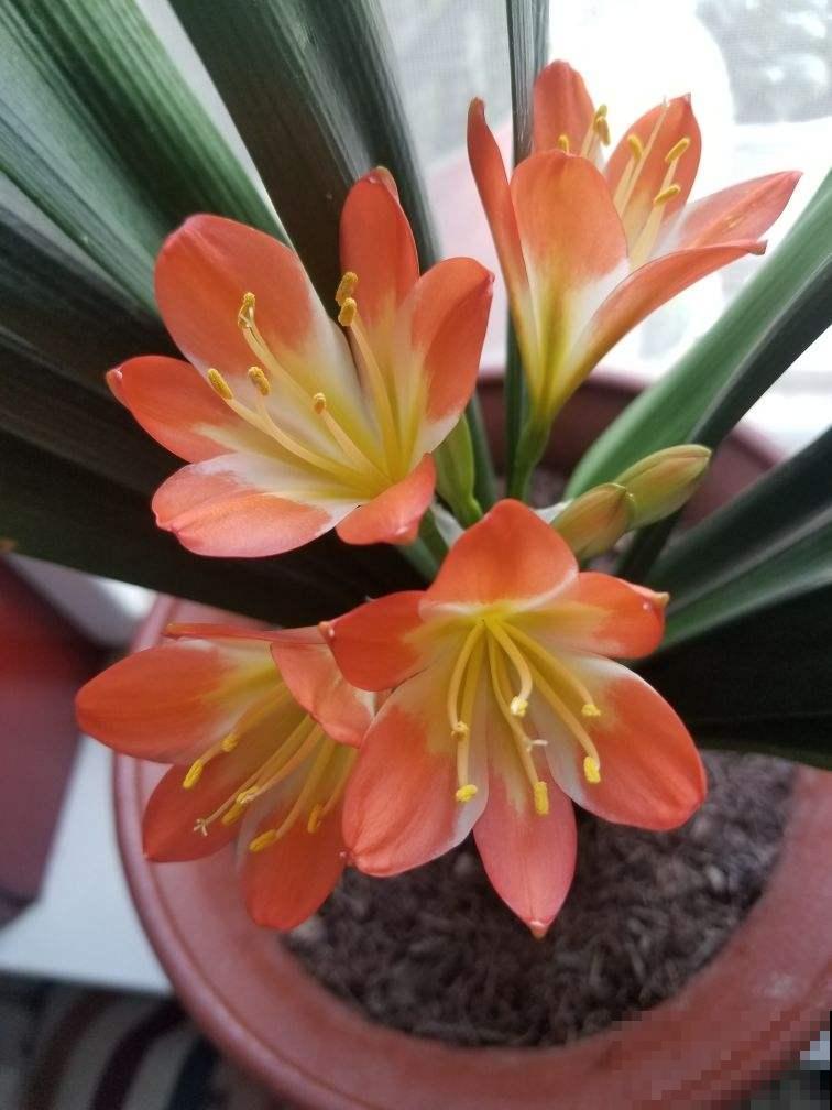 喜欢酸性土的4种花，适当浇点醋，花才能长得壮