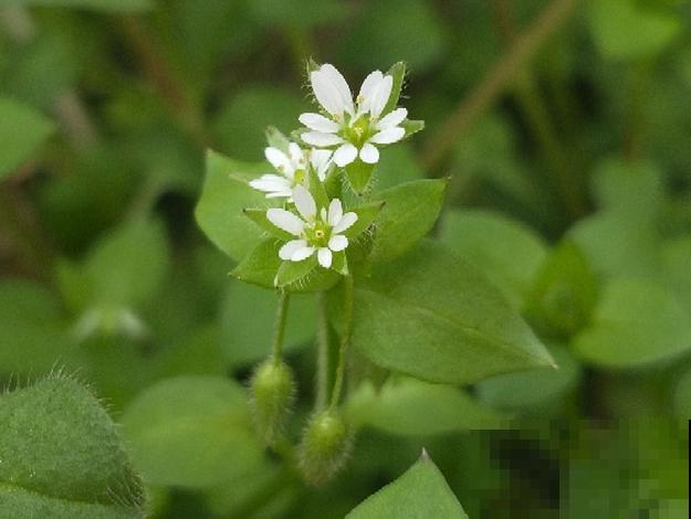 5种草别乱养，混进盆里太霸道，把其它花缠死了