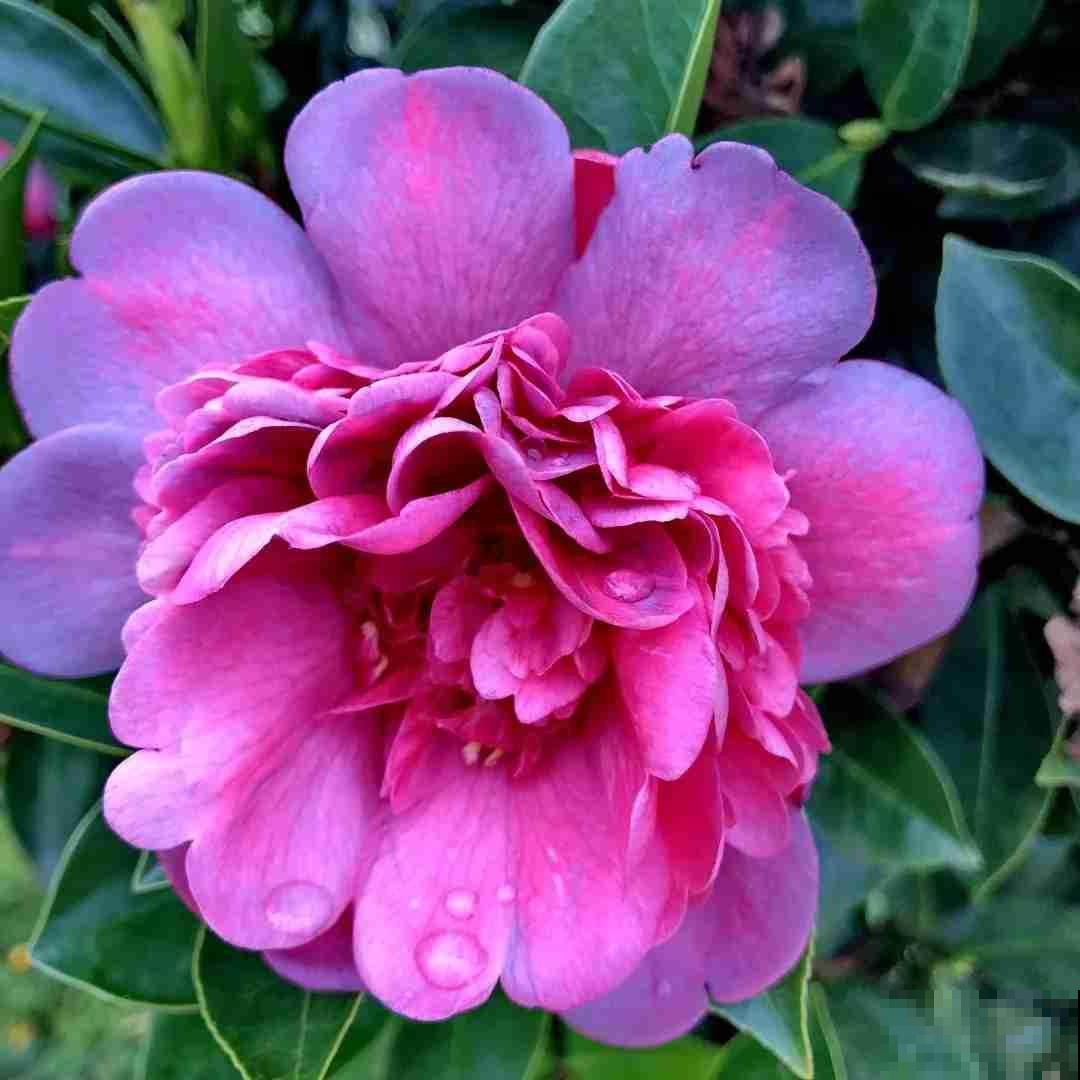 茶花越冷开花越多,但总是掉花苞,原来养护出现问题 茶花越冷开花越多,但总是掉花苞,原来养护出现问题