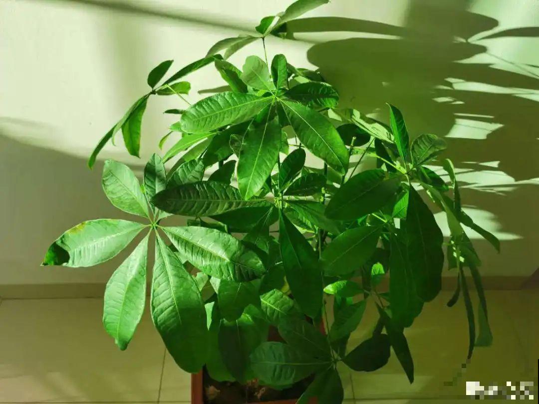 10种花的缺水信号，看到赶紧浇，不然3天必死！