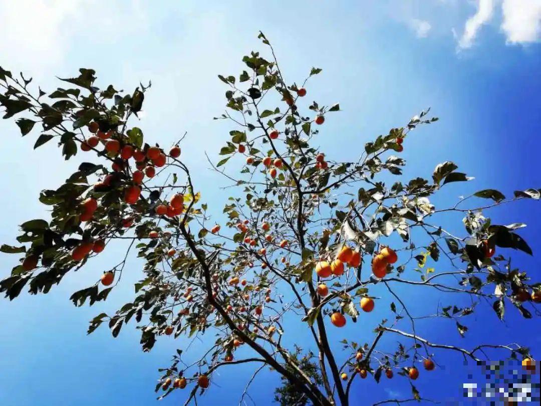 家里养盆镇宅花,一年红红火火,好运满满 家里养盆镇宅花,一年红红火火,好运满满