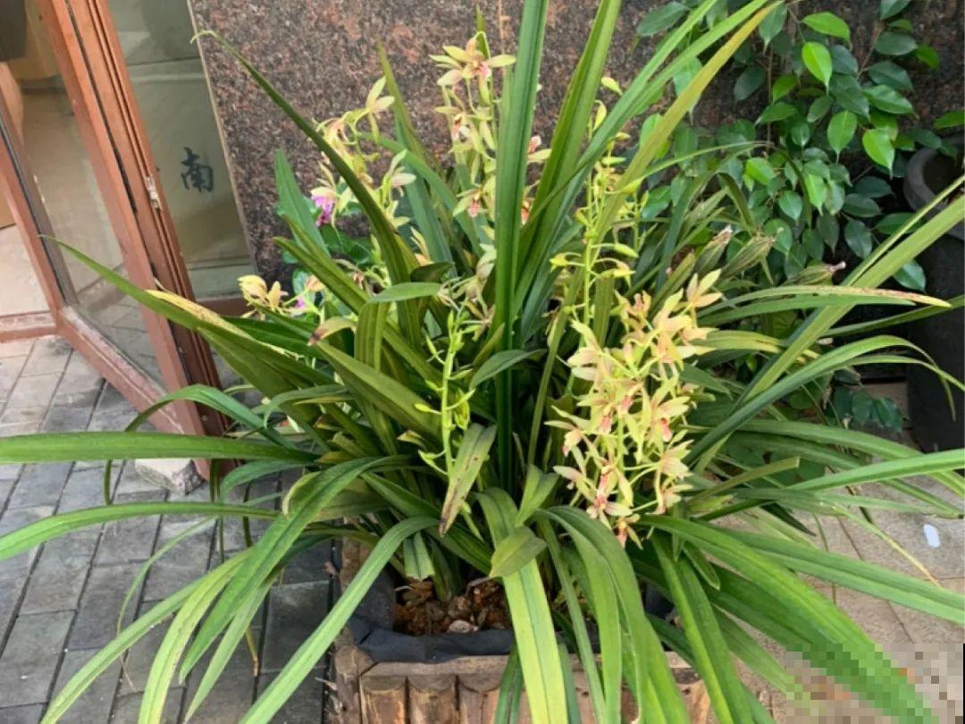 土里浇点果皮水，能维持土壤酸性，茉莉兰花开爆盆