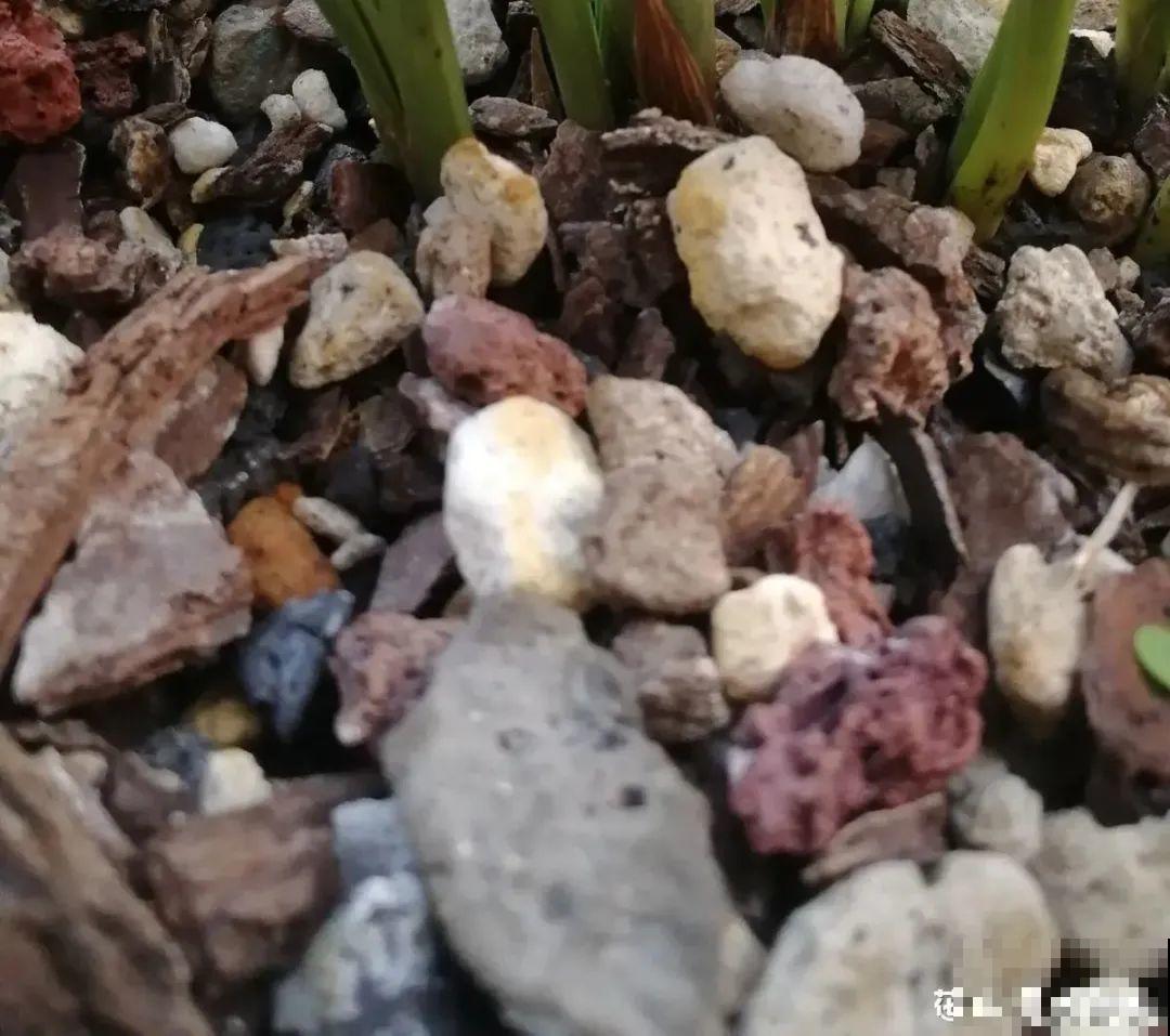 春天给花分株，1盆变成多盆，很快爆盆