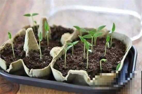 百香果不用花钱买，直接埋土里，好吃又好看！