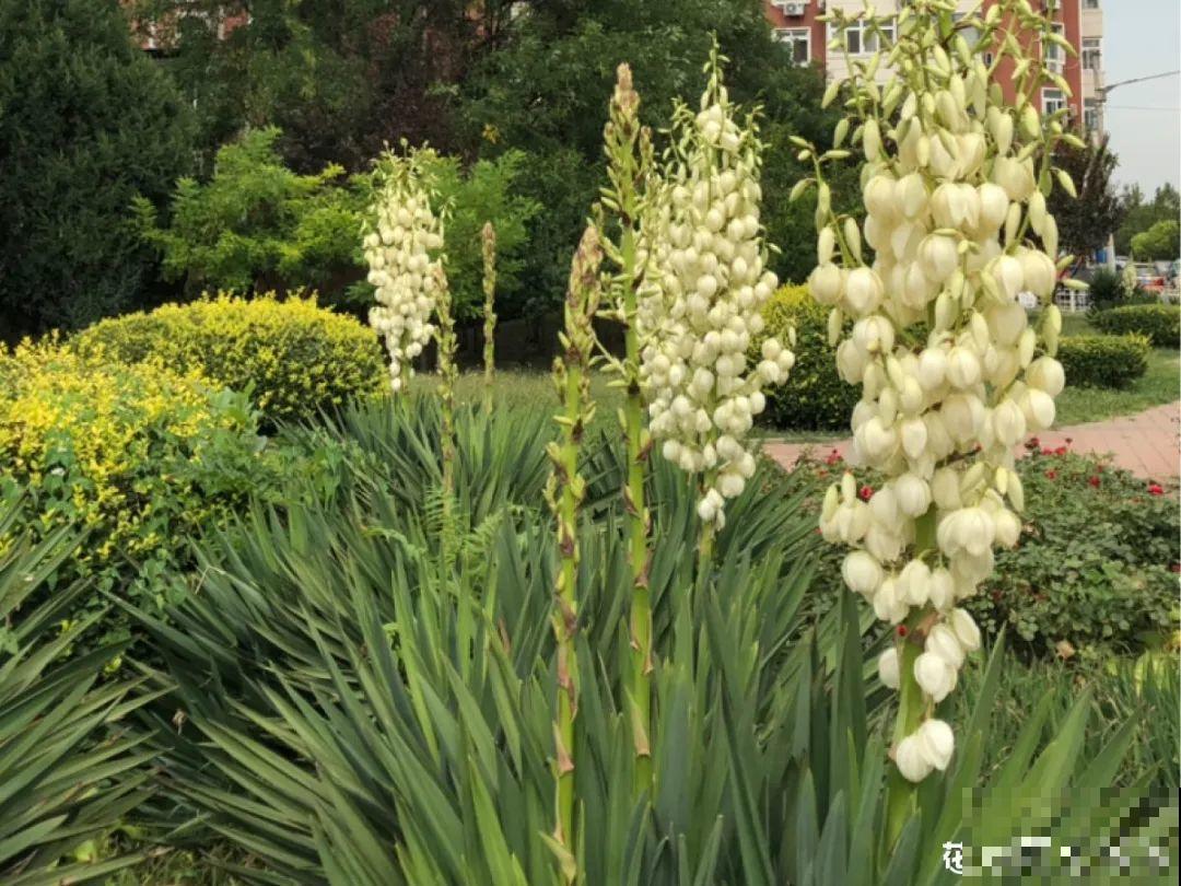 16种花，能养成传家宝，养个几十年没问题