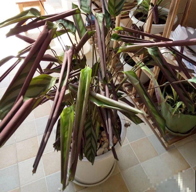 6种花慎养，再好的盆和土，现在也养不活