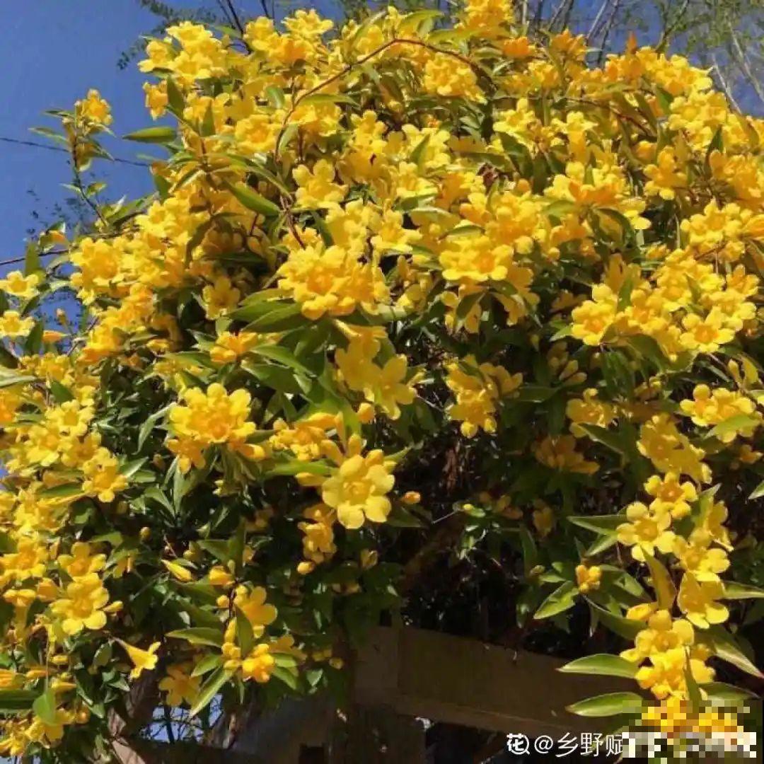 冬天的5种花特香，越冷越开花，像是喷了香水