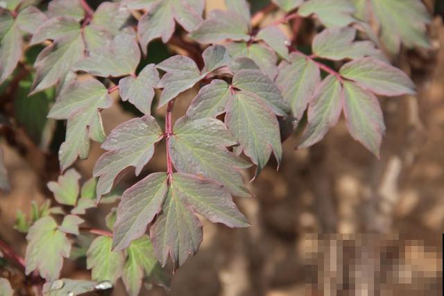 还分不清芍药和牡丹?了解这5点,教你轻松辨别! 还分不清芍药和牡丹?了解这5点,教你轻松辨别!