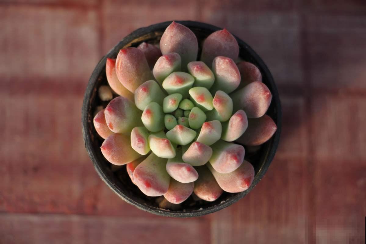 养多肉这样叶插！快速生根，轻松繁殖一大片！