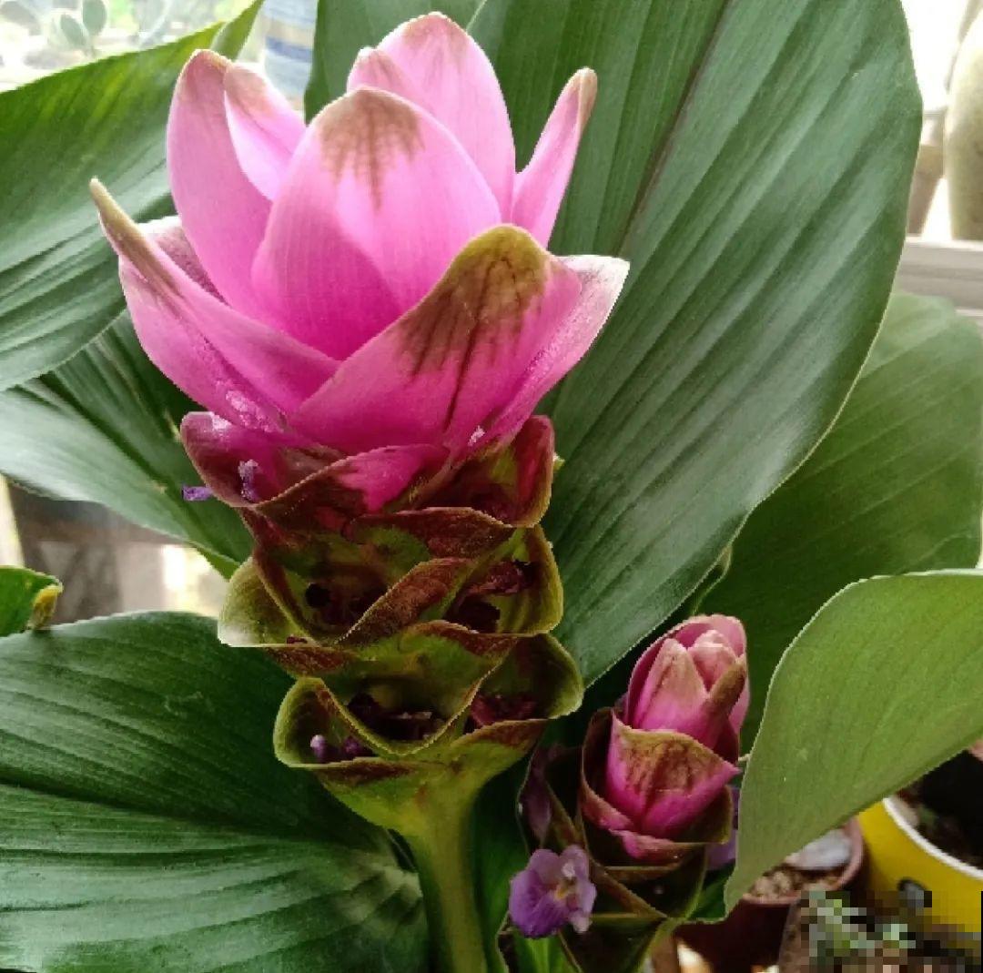 生姜埋门口,竟然开花了,花期还超长! 生姜埋门口,竟然开花了,花期还超长!