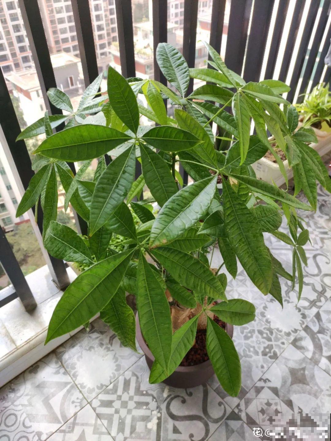 2月养花下狠手，剃光头、撸光叶，越狠越开花！