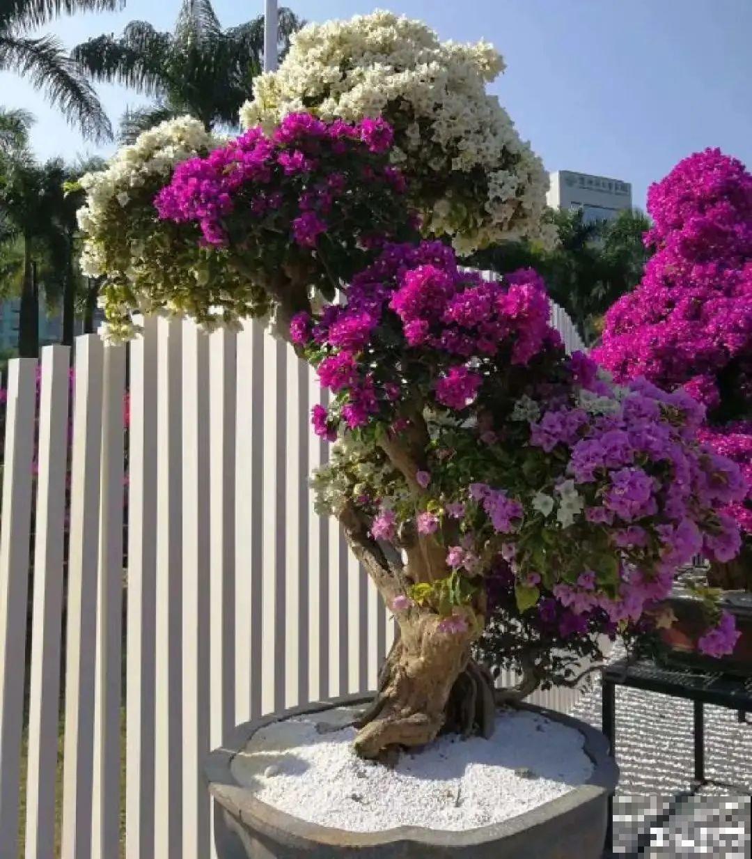 5种花养在小花盆里，只要养两年，就能变成老桩