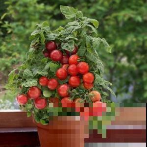 家里也能种菜？这4种菜种家里，营养美味又好看！