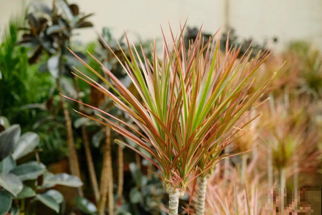 门口种了富贵竹，长到3米高，路过的都站着看！