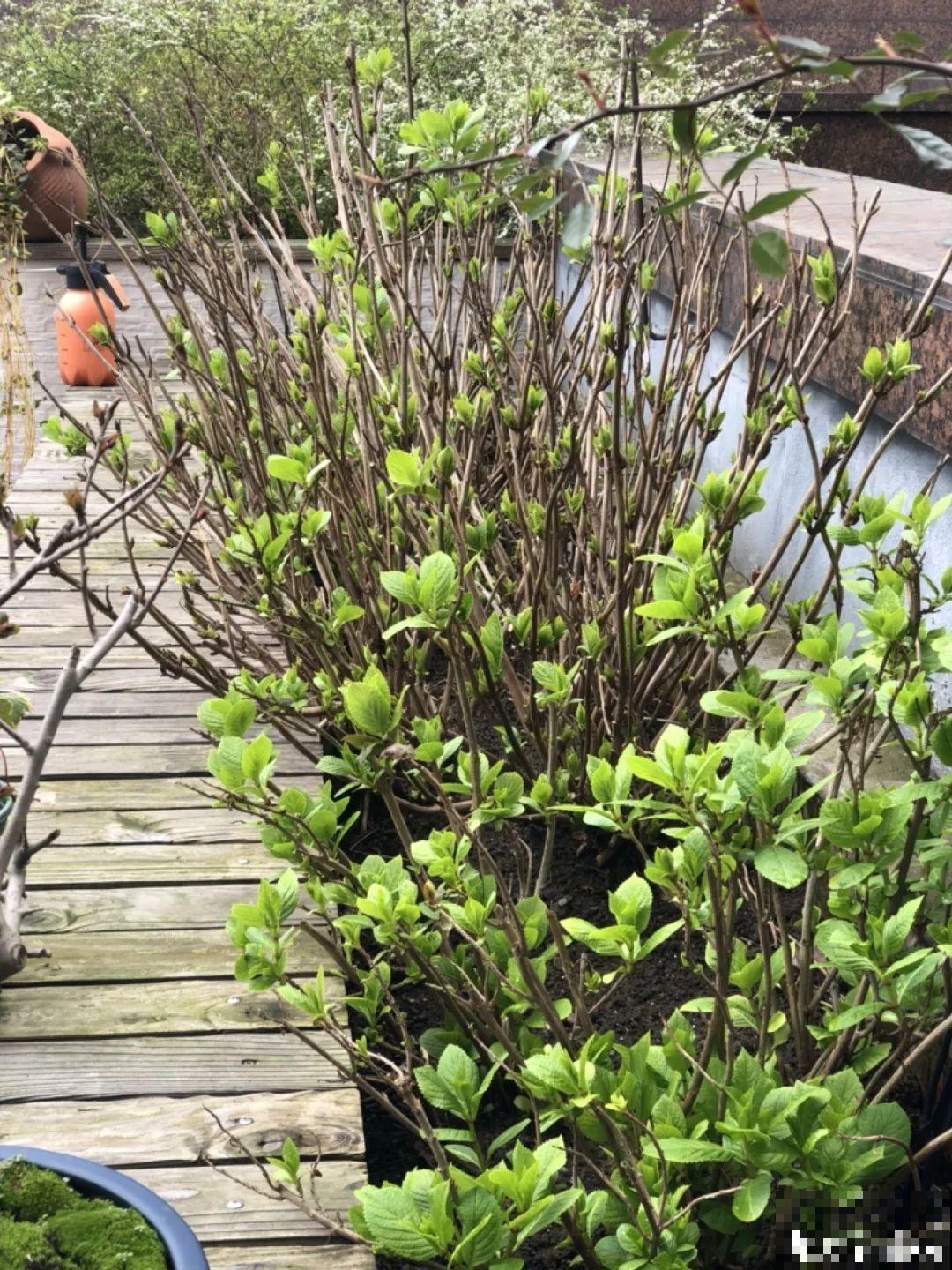 春天花要苏醒了，快施肥，新芽狂窜不断