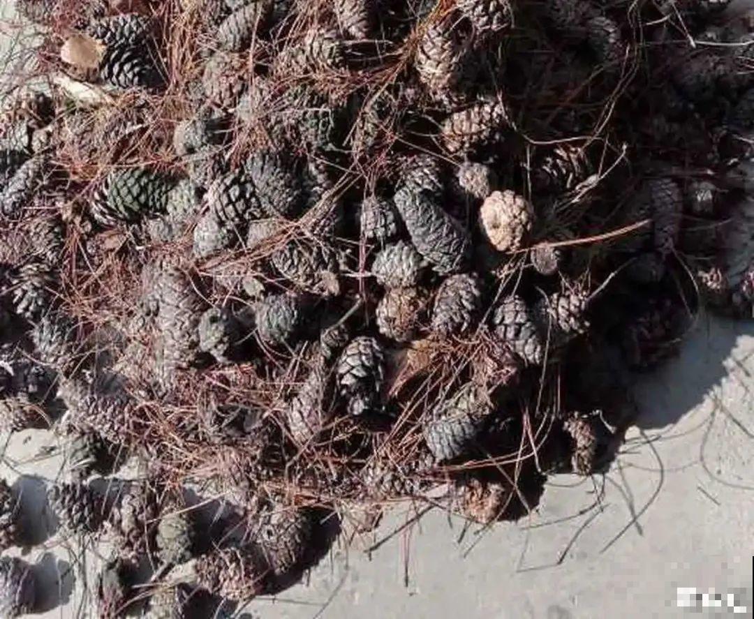 山上松果掉了一地,捡回家一袋子,拿来养花透气性超 山上松果掉了一地,捡回家一袋子,拿来养花透气性超