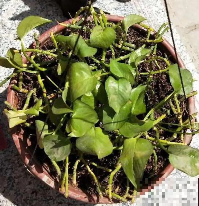 家里养这10种花,冻伤了要赶紧救,晚了就救不回来了 家里养这10种花,冻伤了要赶紧救,晚了就救不回来了