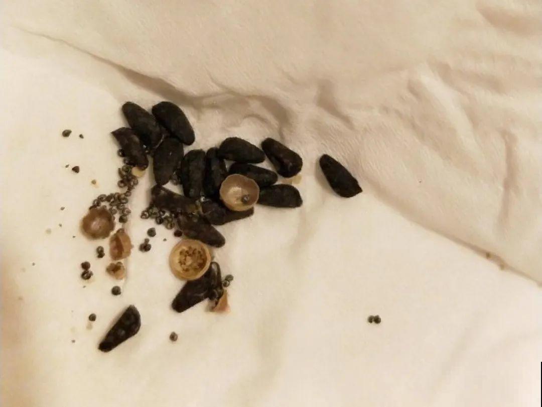 只需要种一次的花，年年疯长，除都除不尽