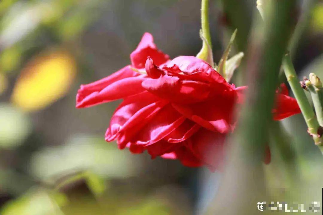 月季12个月计划表，按照这个养，大花墙不是梦！