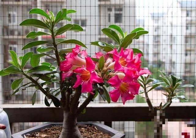 冬天养沙漠玫瑰?4件事千万别干,才能平安度过寒冬! 冬天养沙漠玫瑰?4件事千万别干,才能平安度过寒冬!