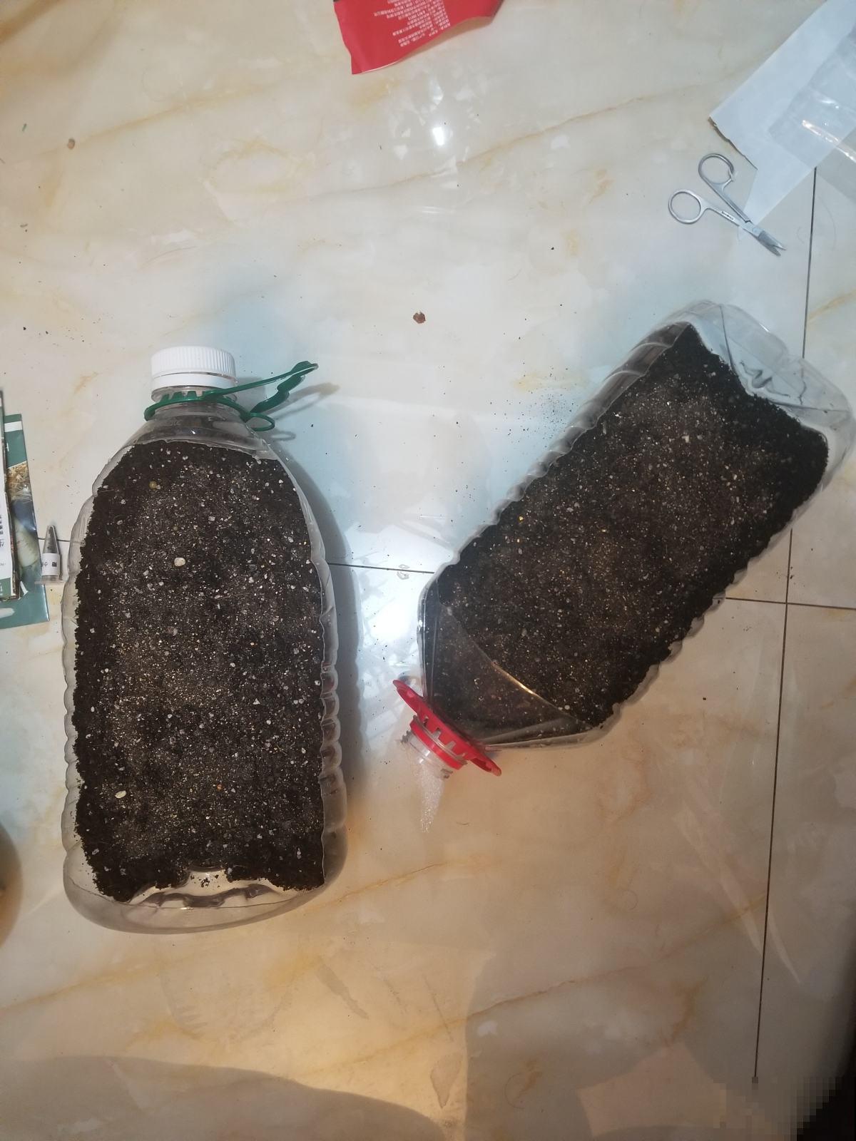 阳台种菜有讲究，记好这几点，随时都有新鲜蔬菜吃！