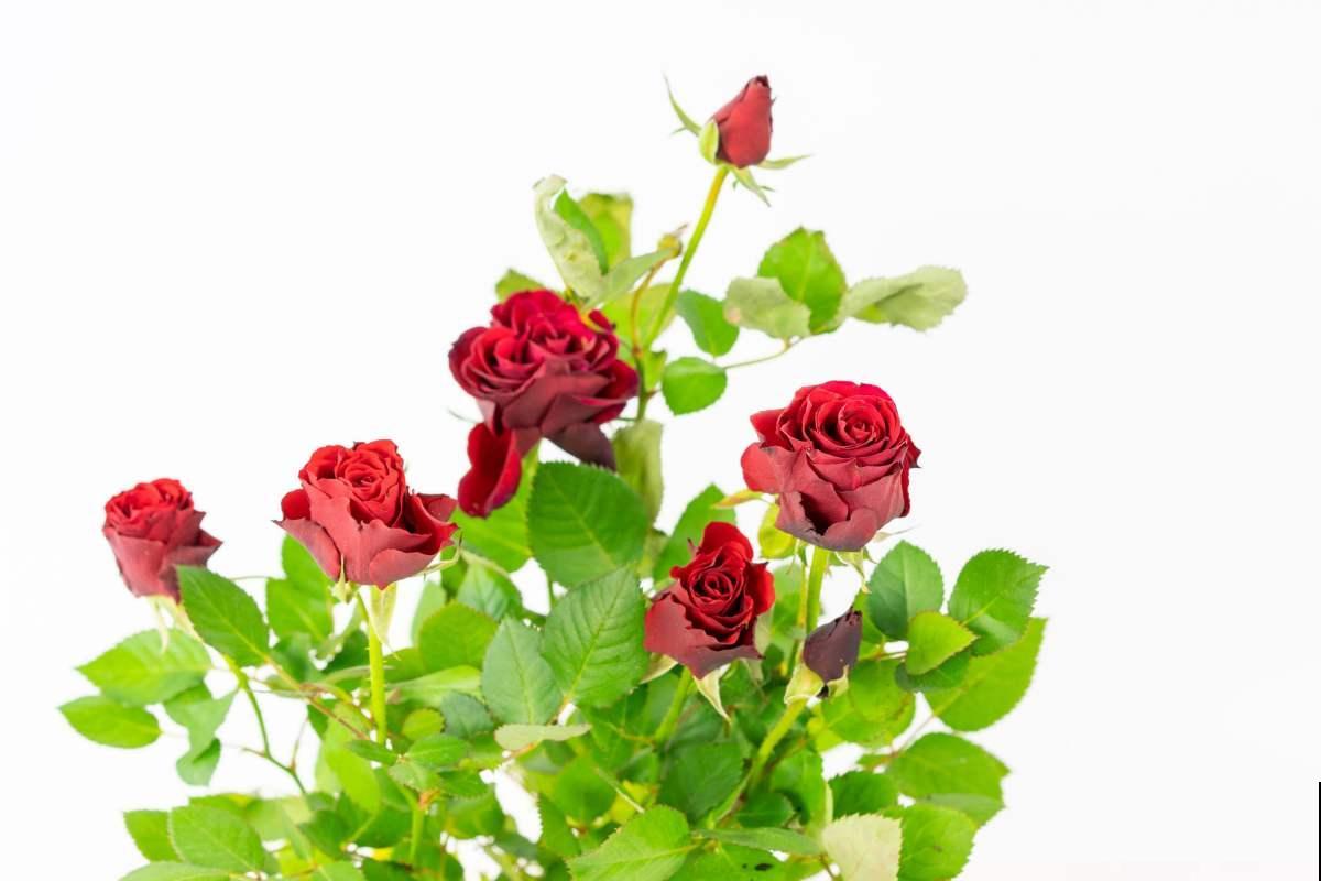 春天了，3种花要苏醒，准备修剪施肥浇水了！