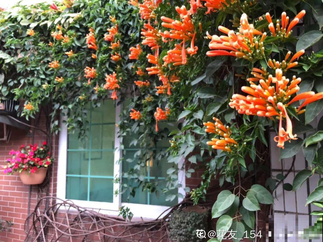 大门口种棵花，吉利又好看，镇宅保平安